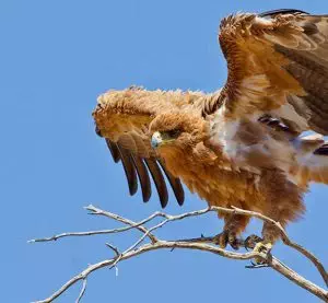 tawney eagle