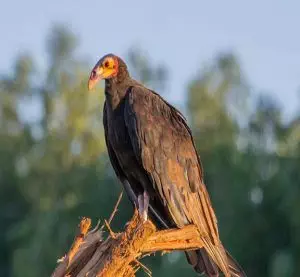 yellow headed vulture