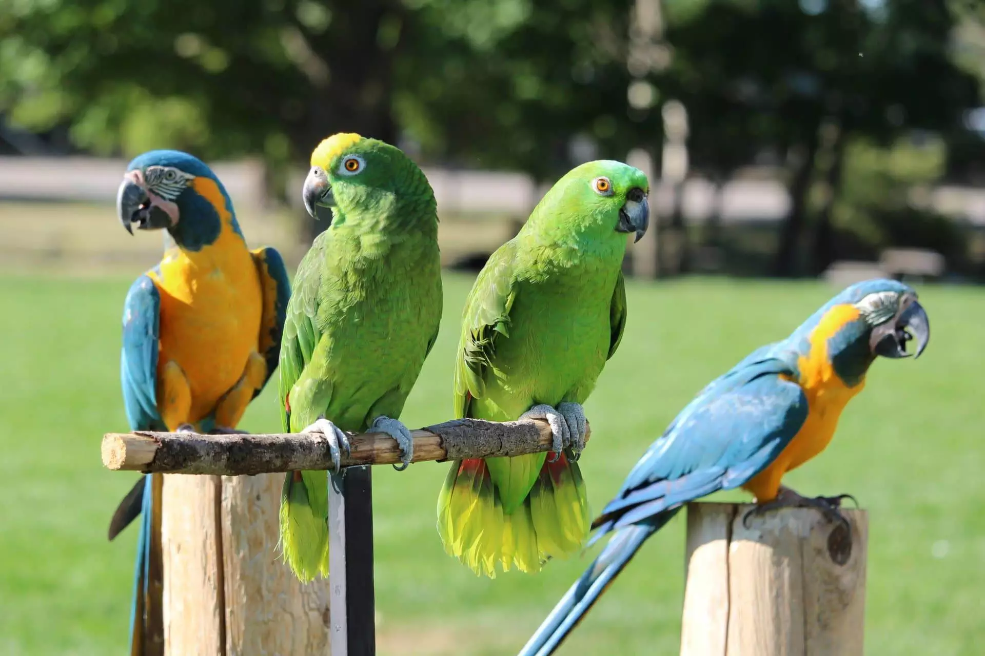 4 Parrots Green and Blue