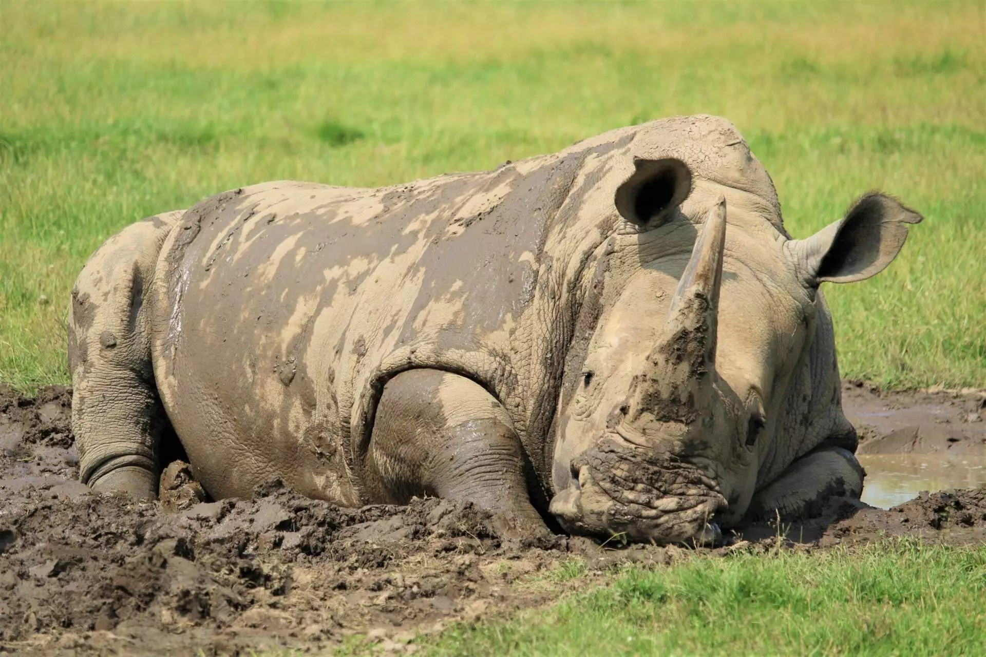 Southern White Rhino in the Mud