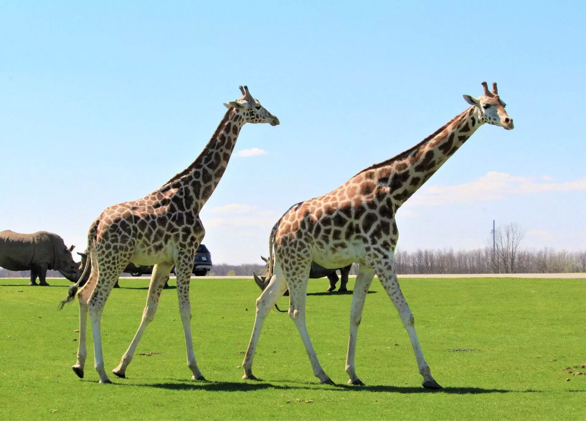 Two giraffe walking