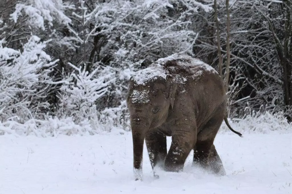 Asian elephant in the snow